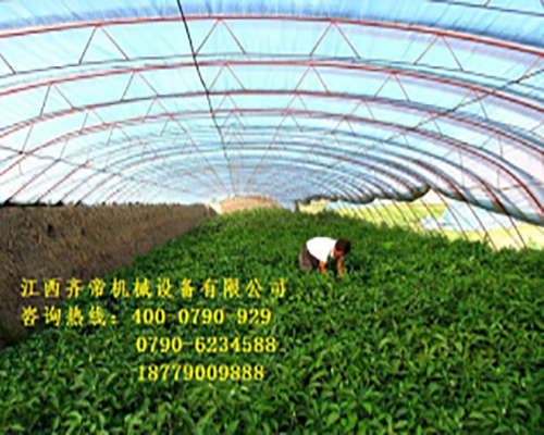 上海单体温室大棚