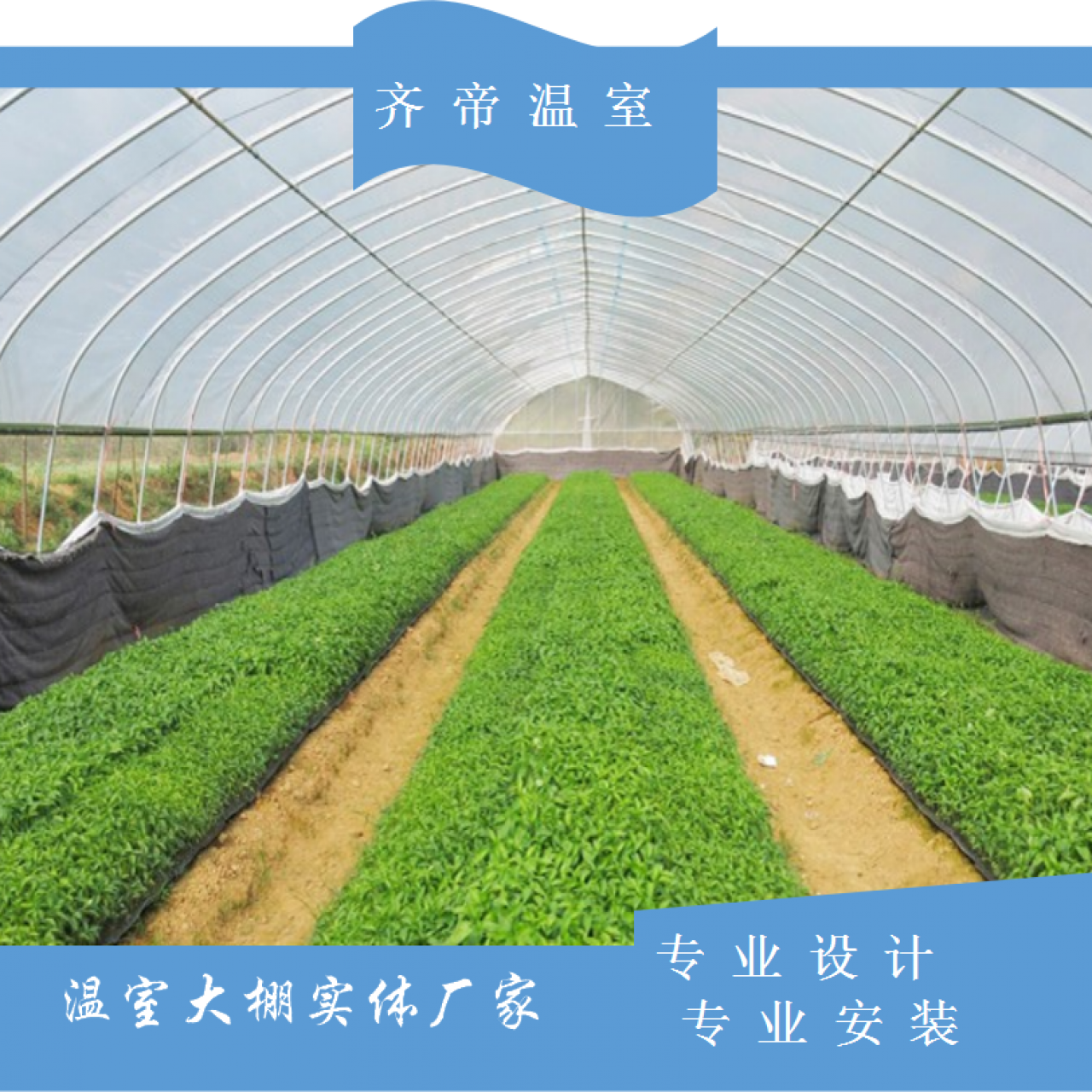 上海蔬菜单体拱棚 水果单体拱棚 单体拱棚价格 齐帝单体温室大棚