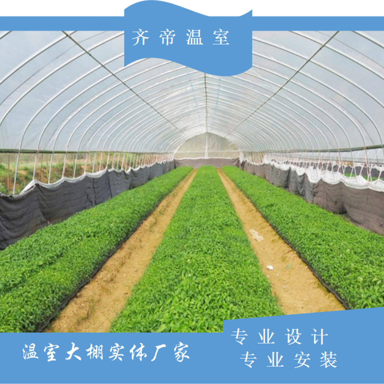 蔬菜单体拱棚 水果单体拱棚 单体拱棚价格 齐帝单体温室大棚