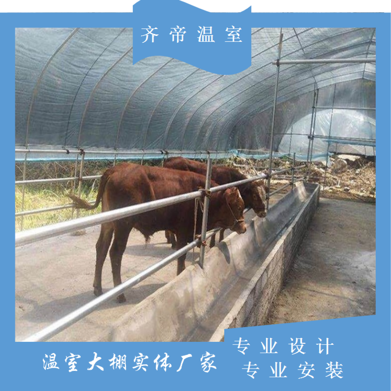 上海齐帝养殖大棚 加固型大棚骨架 大棚钢管 卷膜通风 养殖黑白膜