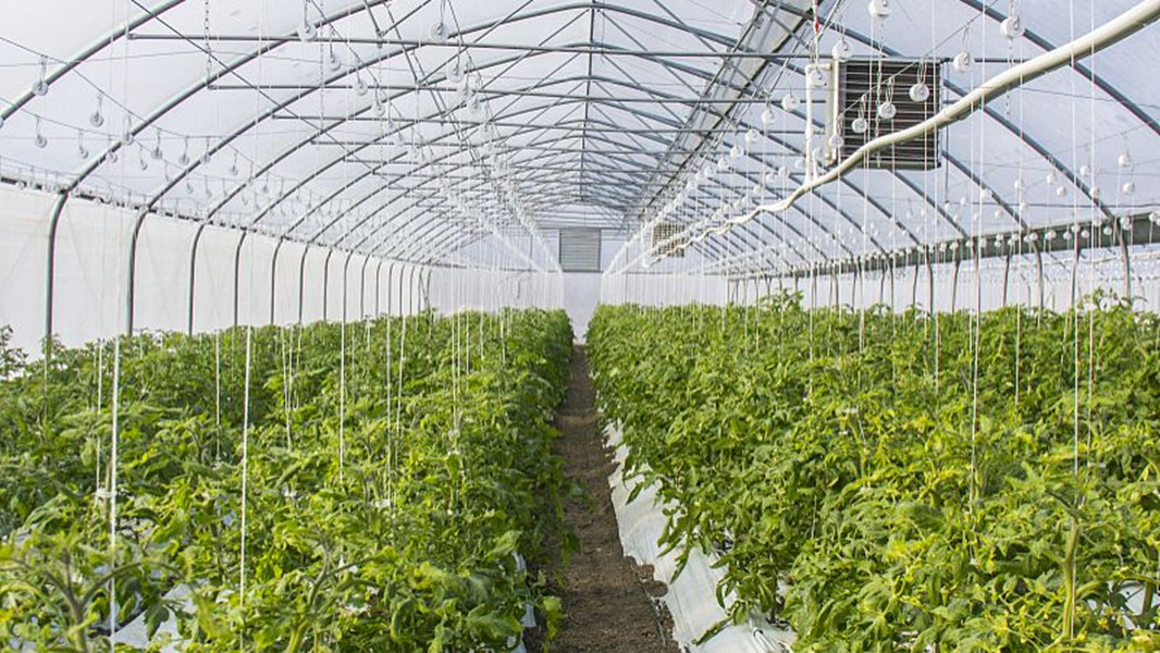齊帝溫室 種植養殖 致富農業
