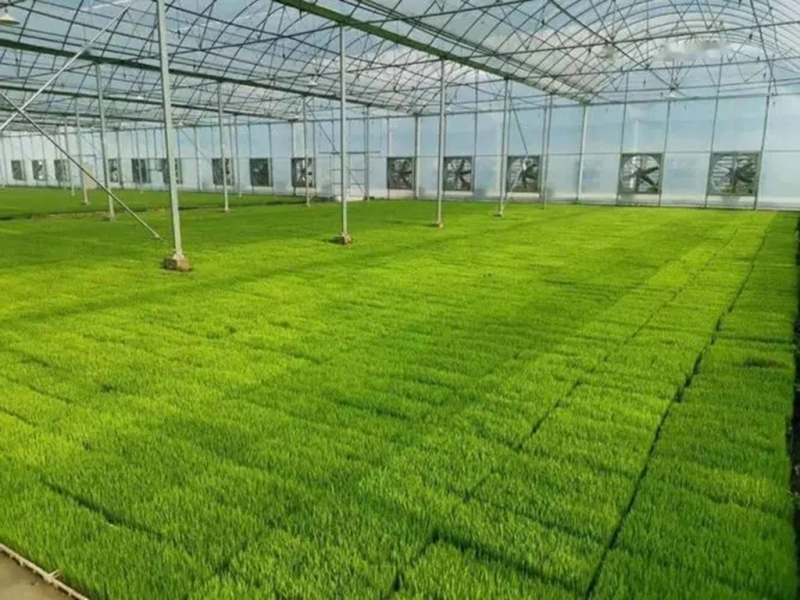 水稻育秧钢架大棚承建施工设计促进农业发展