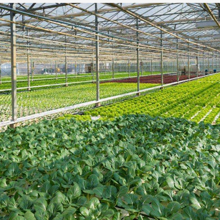 齐帝厂家订制安装各式种植温室大棚 各类温室大棚骨架