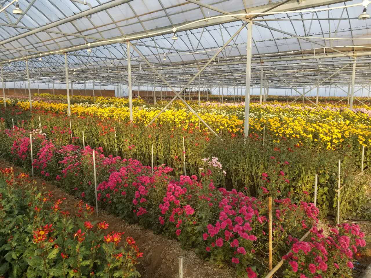蔬菜大棚 花卉大棚 休闲大棚 养殖大棚 连栋大棚