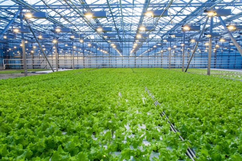 智能温室大棚在现代农业生产中有哪些优势