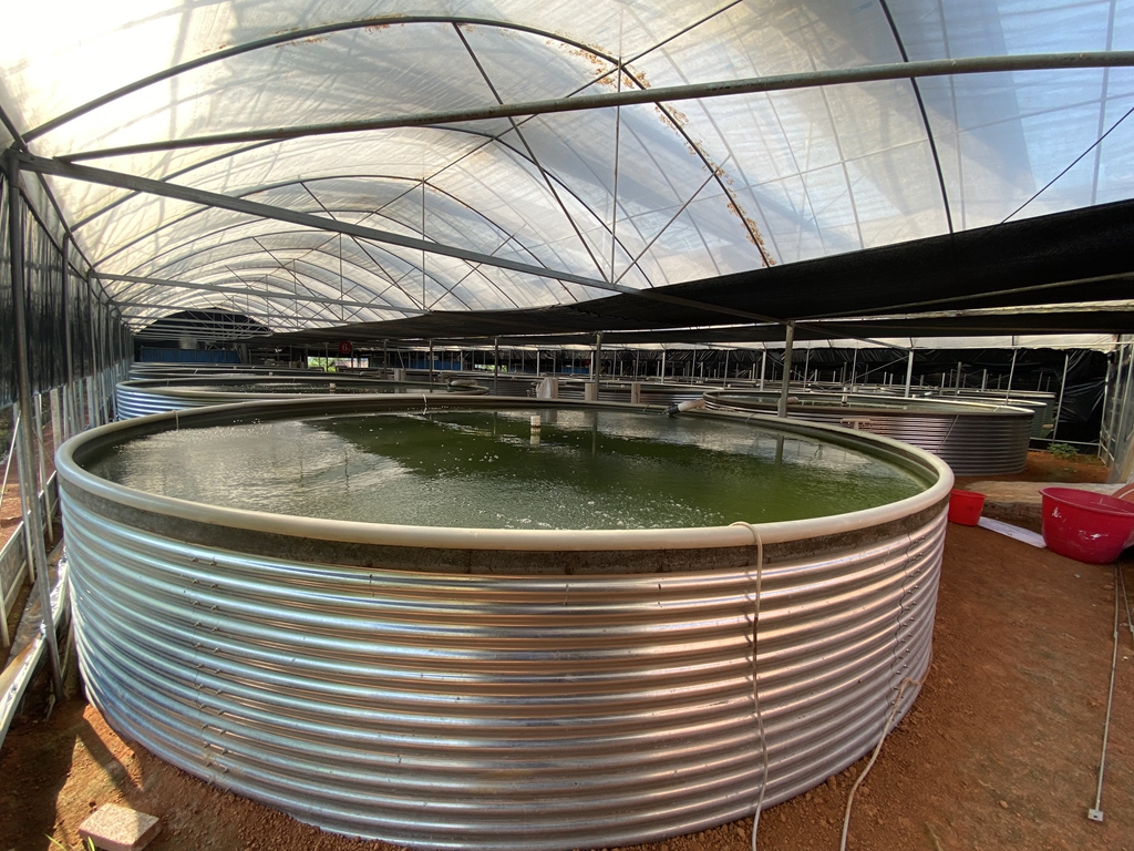 工厂化循环水养鱼大棚：科技赋能生态养殖