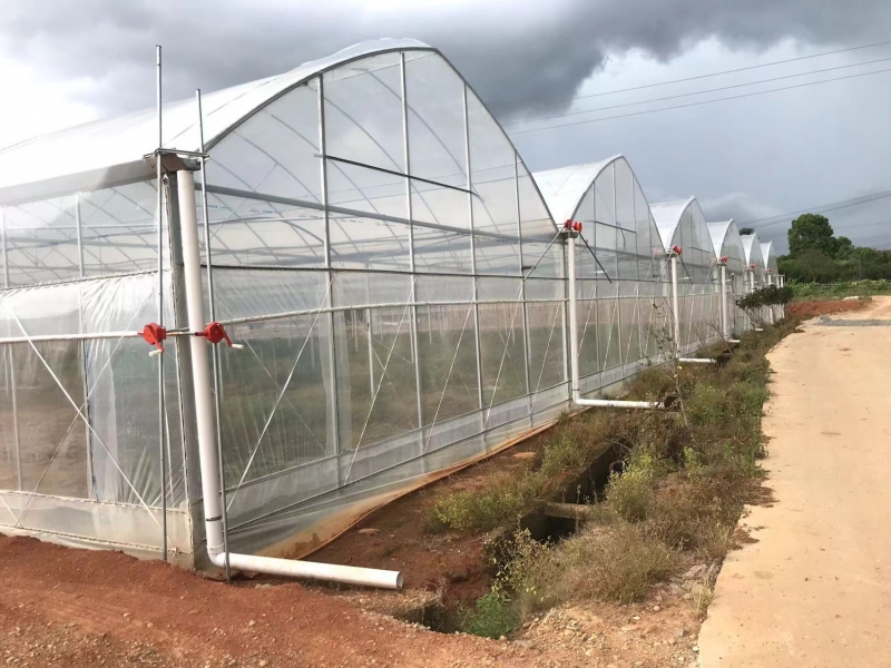 现代化连栋大棚技术指南：高效农业的未来趋势