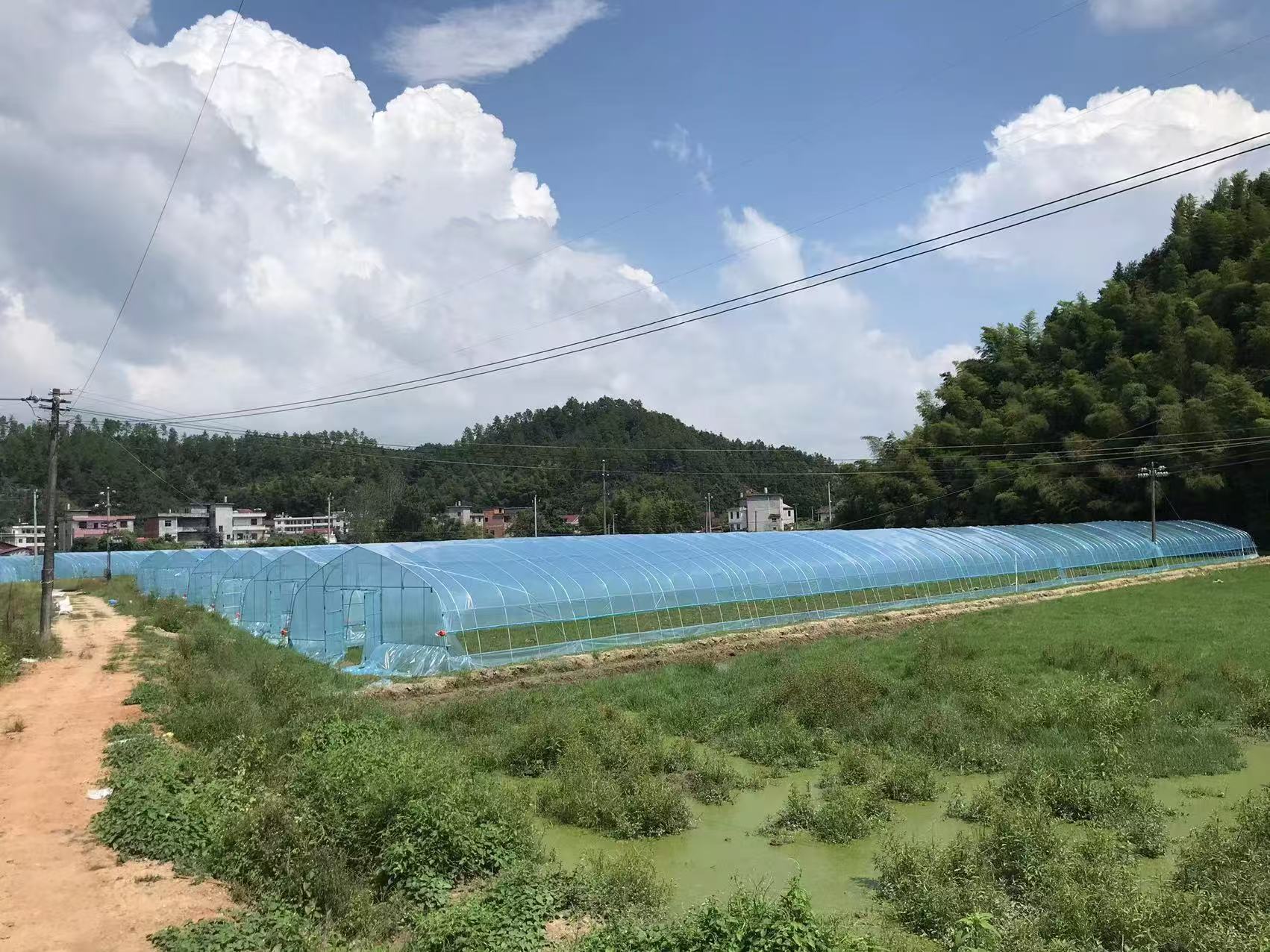 简易连栋大棚5.jpg